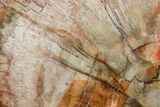 Petrified Wood (Araucaria) Slab - Madagascar #157828-1